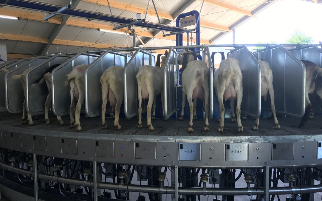 Foort- 72stand buitenmelker geiten