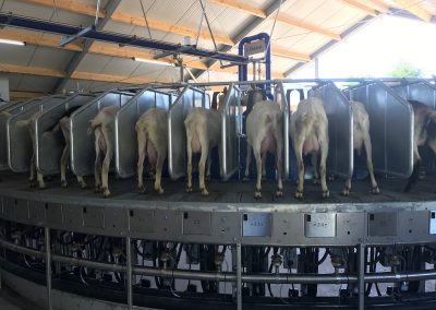 Foort- 72stand buitenmelker geiten